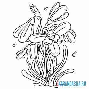 Раскраска подснежники весенние красивые