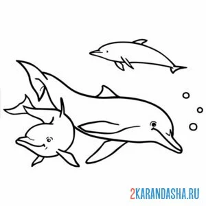 Раскраска дельфины семья папа мама и малыш