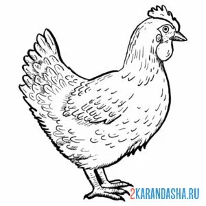 Раскраска фото курица