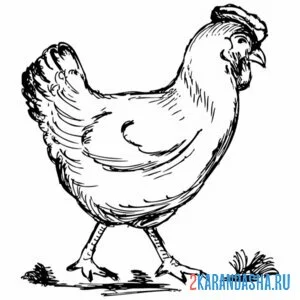 Раскраска курица ходит