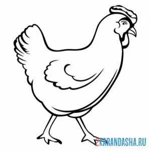 Раскраска курица белая