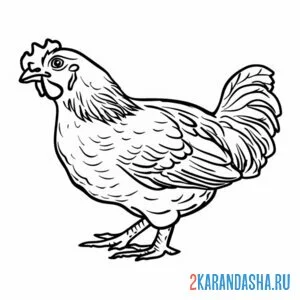 Раскраска курица смотрит