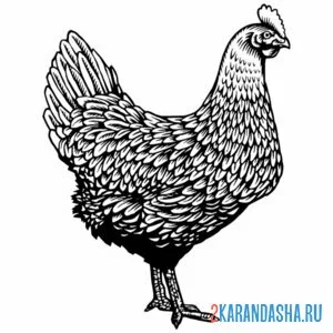 Раскраска курица несушка