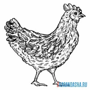 Раскраска курица гуляет по двору