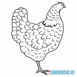 Раскраска курица сбоку