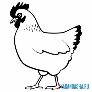 Раскраска курица ко-ко