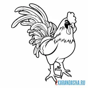 Раскраска петух красивый