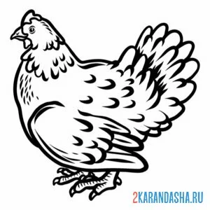 Раскраска курица присела