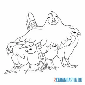 Раскраска мама курица накрыла цыплят