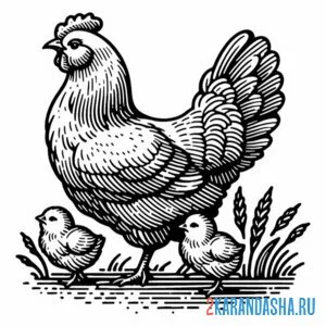 Раскраска курица два цыпленка