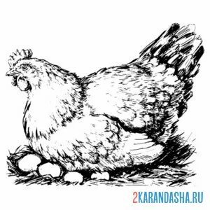 Раскраска курица на яйцах