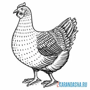 Раскраска курица иллюстрация