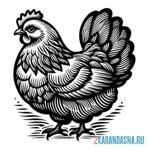 Раскраска курица породистая