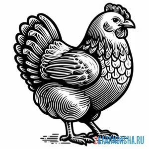 Раскраска курица ухоженная