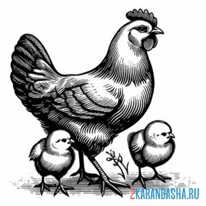 Раскраска курица и два цыпленка