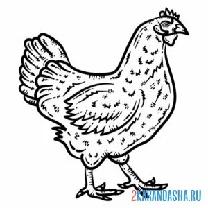 Раскраска курица фермерская