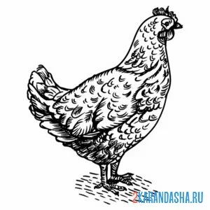 Раскраска курица рисунок