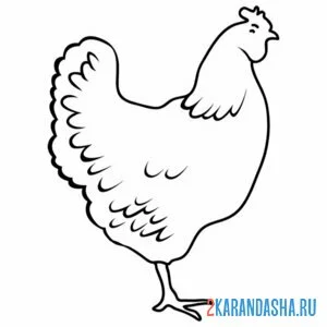 Раскраска курица контур