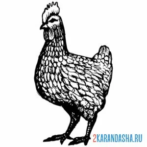 Раскраска курица важная