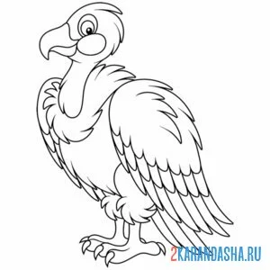 Раскраска птица белоголовый гриф