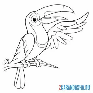 Раскраска тукан птичка