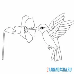 Раскраска колибри и цветочек