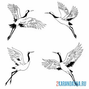 Раскраска четыре журавля