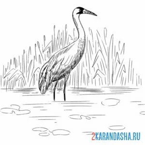 Раскраска журавль в воде