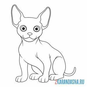 Раскраска котенок сфинкс
