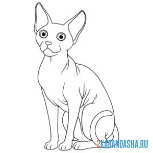 Раскраска кот сфинкс