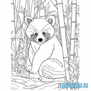 Раскраска красная панда зоопарк