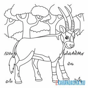 Раскраска антилопа орикс зоопарк