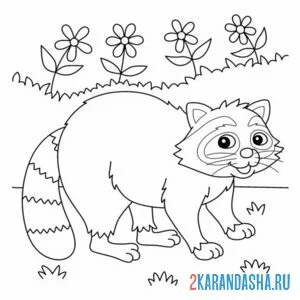 Раскраска енот зоопарк