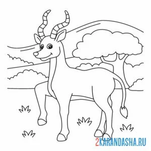 Раскраска антилопа из зоопарка