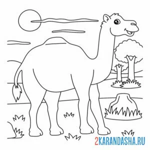 Раскраска верблюд из зоопарка