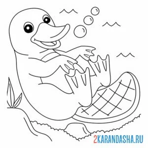 Раскраска утконос в зоопарке