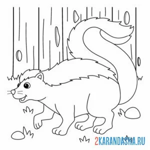 Раскраска скунс зоопарк