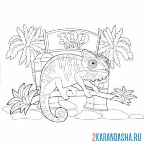 Раскраска зоопарк хамелеон