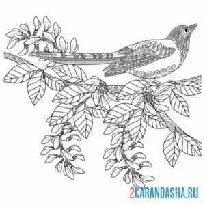 Раскраска сорока на ветке атнистресс