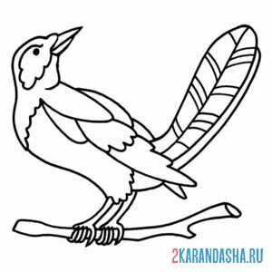 Раскраска сорока птичка