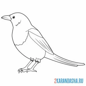Раскраска сорока сбоку