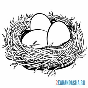 Раскраска гнездо с яичками