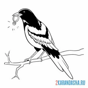 Раскраска сорока и блестящее кольцо
