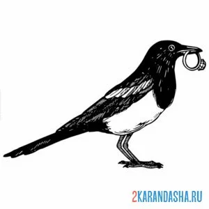 Раскраска сорока и кольцо