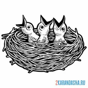 Раскраска птенцы в гнезде