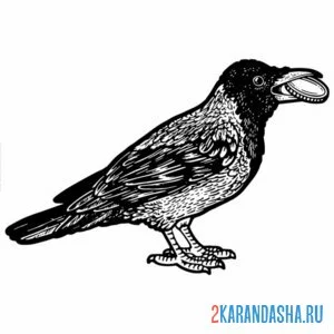 Раскраска сорока с кольцом