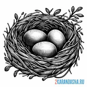 Раскраска гнездо сороки
