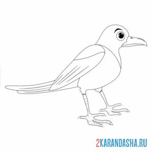 Раскраска сорока большая птица