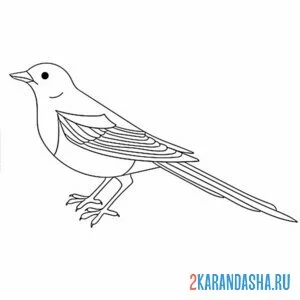 Раскраска сорока одна птица