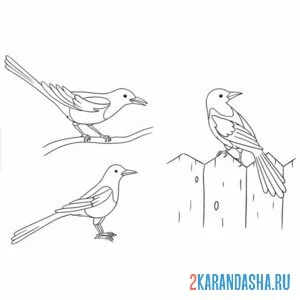 Раскраска три сороки